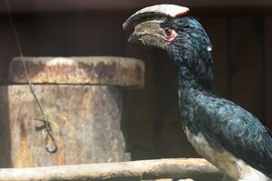 Trompeterhornvogel vor Bruthöhle