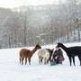 Der Vogelpark im Schnee