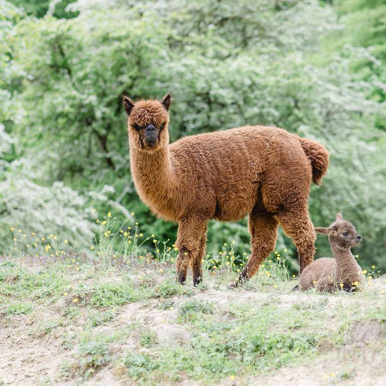 Unser erstes Alpaka-Jungtier ist geboren! 