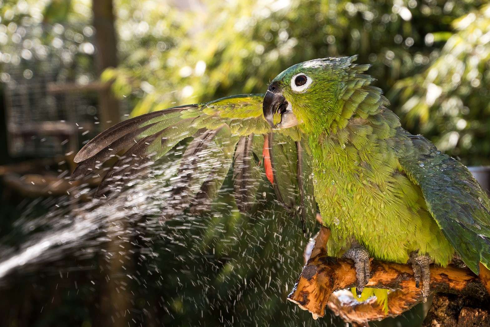 Preisträgerin des Fotowettbewerbs der Neuen Westfälischen bekommt Jahreskarte überreicht - Das Bild von Mülleramazone Coco zeigt einen tollen sommerlichen Augenblick im Vogelpark Heiligenkirchen Foto: B. Niemeyer
Marc-Philip Eckstein überreicht zusammen mit Coco stellvertretend eine Jahreskarte für den Vogelpark Heiligenkirchen an Frau Niemeyer Foto: Vogelpark Heiligenkirchen - Das Foto von Bettina Niemeyer wurde mit dem 3. Preis beim Wettbewerb  "Sommer in OWL" der Neuen Westfälischen prämiert. 