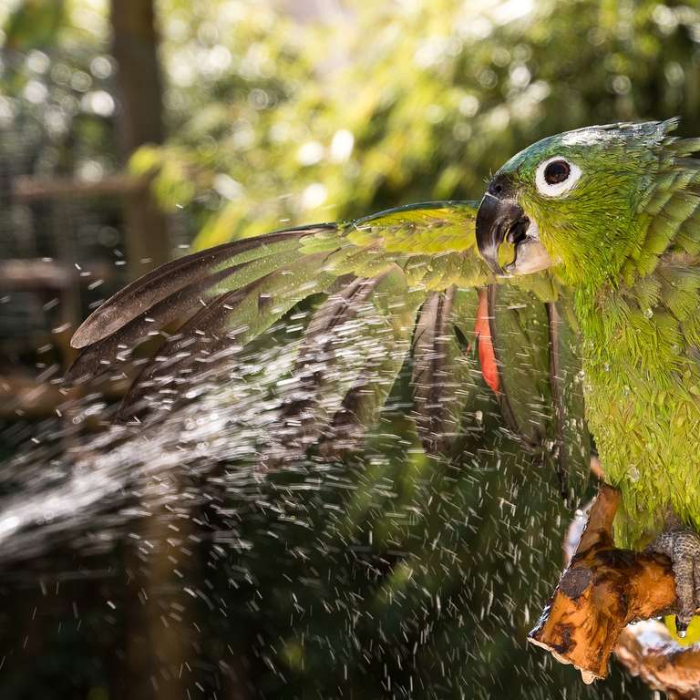 Preisträgerin des Fotowettbewerbs der Neuen Westfälischen bekommt Jahreskarte überreicht - Das Bild von Mülleramazone Coco zeigt einen tollen sommerlichen Augenblick im Vogelpark Heiligenkirchen Foto: B. Niemeyer
Marc-Philip Eckstein überreicht zusammen mit Coco stellvertretend eine Jahreskarte für den Vogelpark Heiligenkirchen an Frau Niemeyer Foto: Vogelpark Heiligenkirchen - Das Foto von Bettina Niemeyer wurde mit dem 3. Preis beim Wettbewerb  "Sommer in OWL" der Neuen Westfälischen prämiert. 