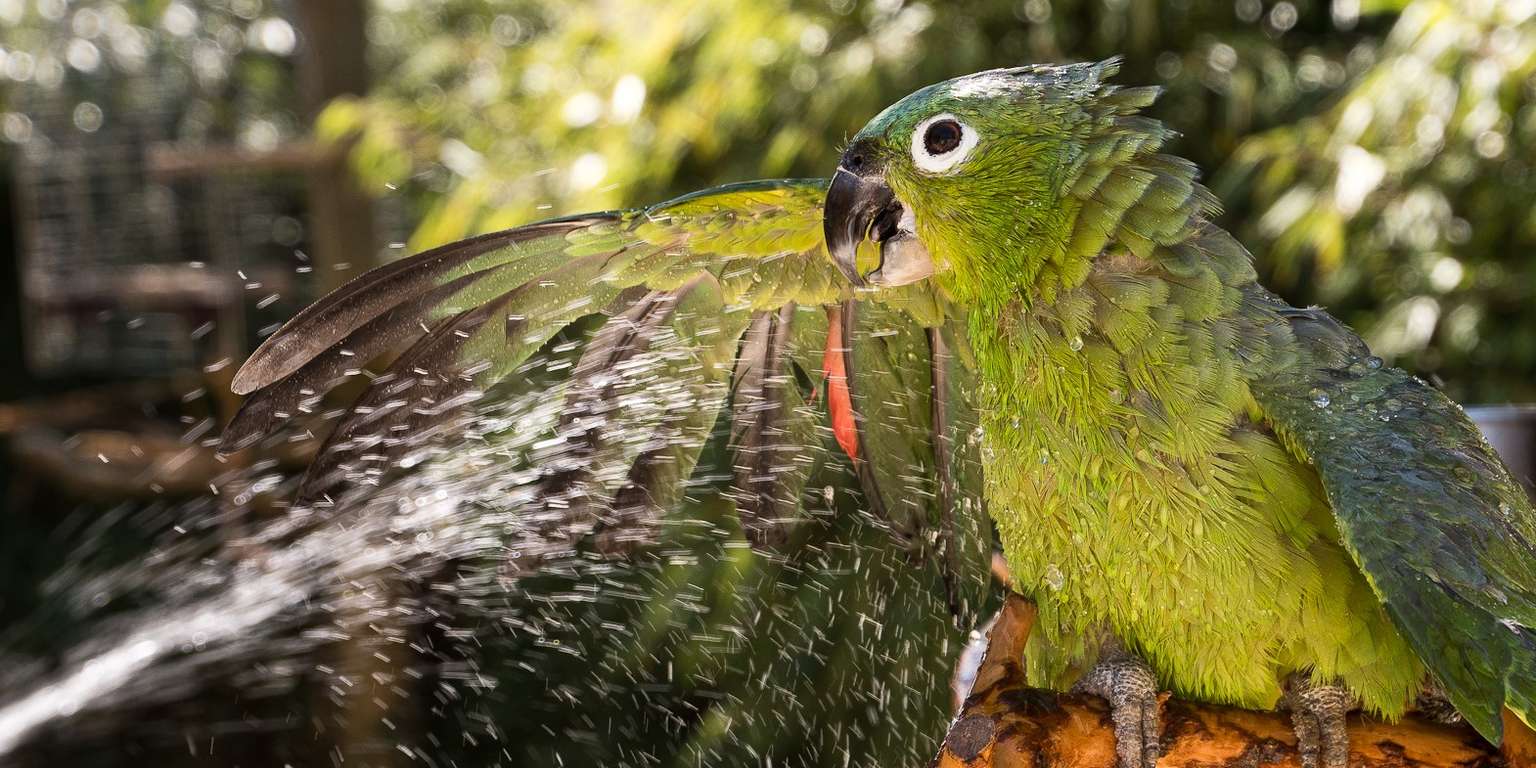 Preisträgerin des Fotowettbewerbs der Neuen Westfälischen bekommt Jahreskarte überreicht - Das Bild von Mülleramazone Coco zeigt einen tollen sommerlichen Augenblick im Vogelpark Heiligenkirchen Foto: B. Niemeyer
Marc-Philip Eckstein überreicht zusammen mit Coco stellvertretend eine Jahreskarte für den Vogelpark Heiligenkirchen an Frau Niemeyer Foto: Vogelpark Heiligenkirchen - Das Foto von Bettina Niemeyer wurde mit dem 3. Preis beim Wettbewerb  "Sommer in OWL" der Neuen Westfälischen prämiert. 