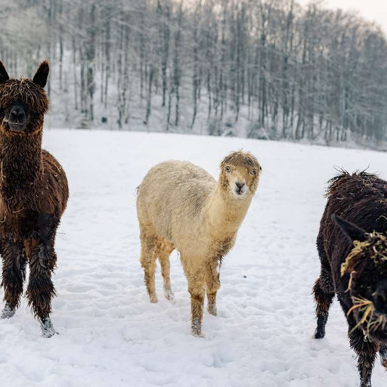 Der Winter hat den Vogelpark und seine Bewohner fest im Griff. - Fotos: @vanessawill.de - Die aktuellen Impressionen wollen wir Euch natürlich nicht vorenthalten samt der Bilder vom ersten Nachwuchs in diesem Jahr! 