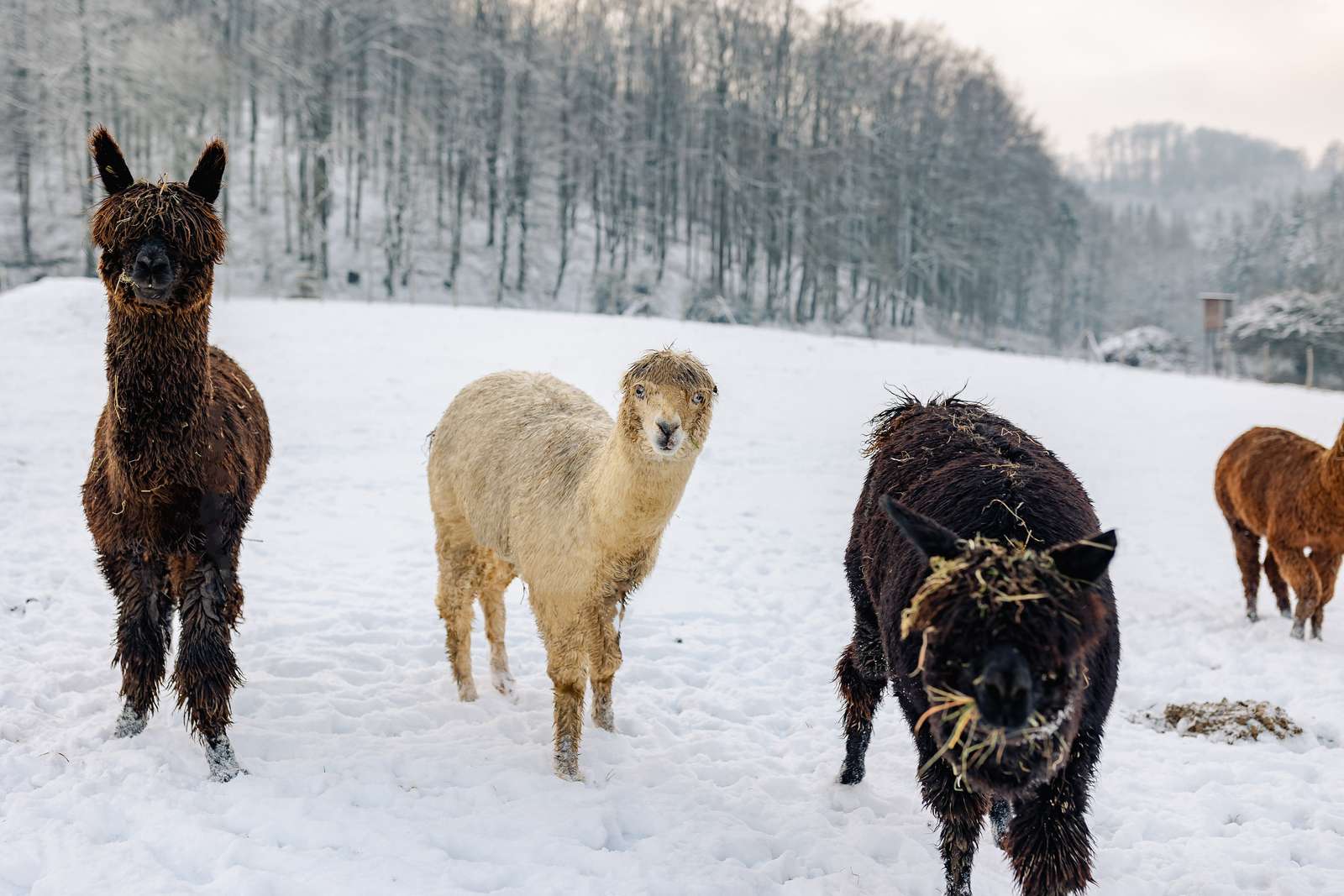 Der Winter hat den Vogelpark und seine Bewohner fest im Griff. - Fotos: @vanessawill.de - Die aktuellen Impressionen wollen wir Euch natürlich nicht vorenthalten samt der Bilder vom ersten Nachwuchs in diesem Jahr! 