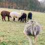 Vogelpark Heiligenkirchen startet farbenfroh in die Saison - Fotos: Vanessa Will - Neue WG-Bewohner für die Alpakas