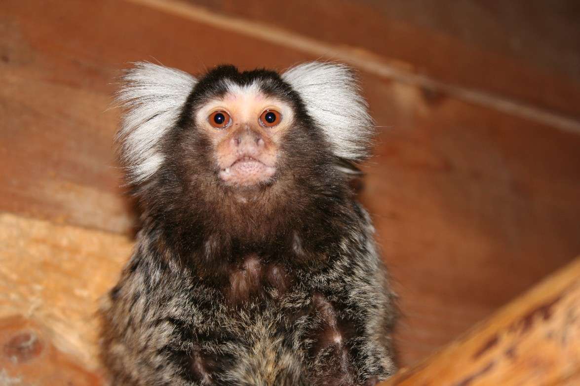 Neu im Park! - Männchen Weißbüscheläffchen - Seit Frühjahr 2006 lebt ein Pärchen Weißbüscheläffchen im Vogelpark Heiligenkirchen. 