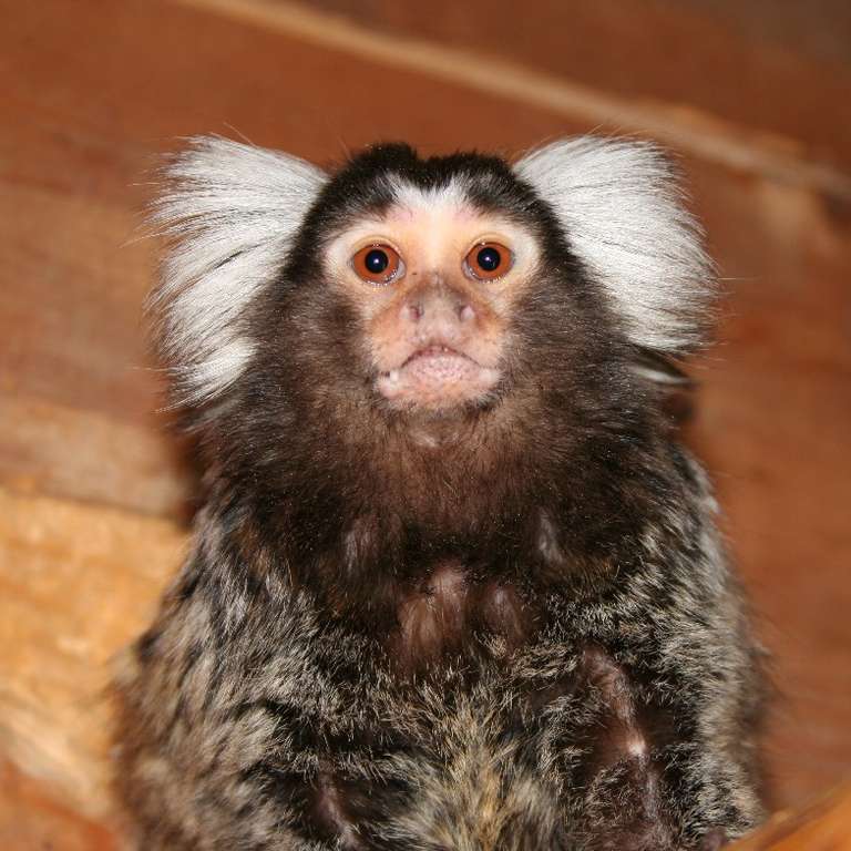 Neu im Park! - Männchen Weißbüscheläffchen - Seit Frühjahr 2006 lebt ein Pärchen Weißbüscheläffchen im Vogelpark Heiligenkirchen. 