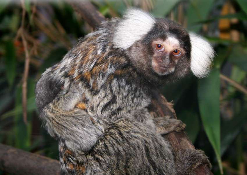 Nachwuchs ist da! - Weißbüscheläffchen mit Baby (an den Rücken geklammert) - Endlich ist es soweit: Nachdem die Weißbüscheläffchen im Frühjahr ihr neues Quartier im Vogelpark Heiligenkirchen bezogen haben, haben sie sich definitiv bestens eingelebt. 