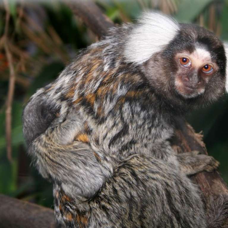 Nachwuchs ist da! - Weißbüscheläffchen mit Baby (an den Rücken geklammert) - Endlich ist es soweit: Nachdem die Weißbüscheläffchen im Frühjahr ihr neues Quartier im Vogelpark Heiligenkirchen bezogen haben, haben sie sich definitiv bestens eingelebt. 