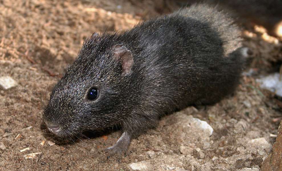 Das "Indianerkaninchen" - Wildmeerschweinchen (Cavia aperea) - Seit kurzem ist im Vogelpark Heiligenkirchen eine weitere Säugetierart beheimatet: Das Wildmeerschweinchen