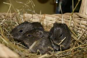 Es sind Drillinge - Wildmeerschweinchen
Wildmeerschweinchen - Es gibt Nachwuchs.