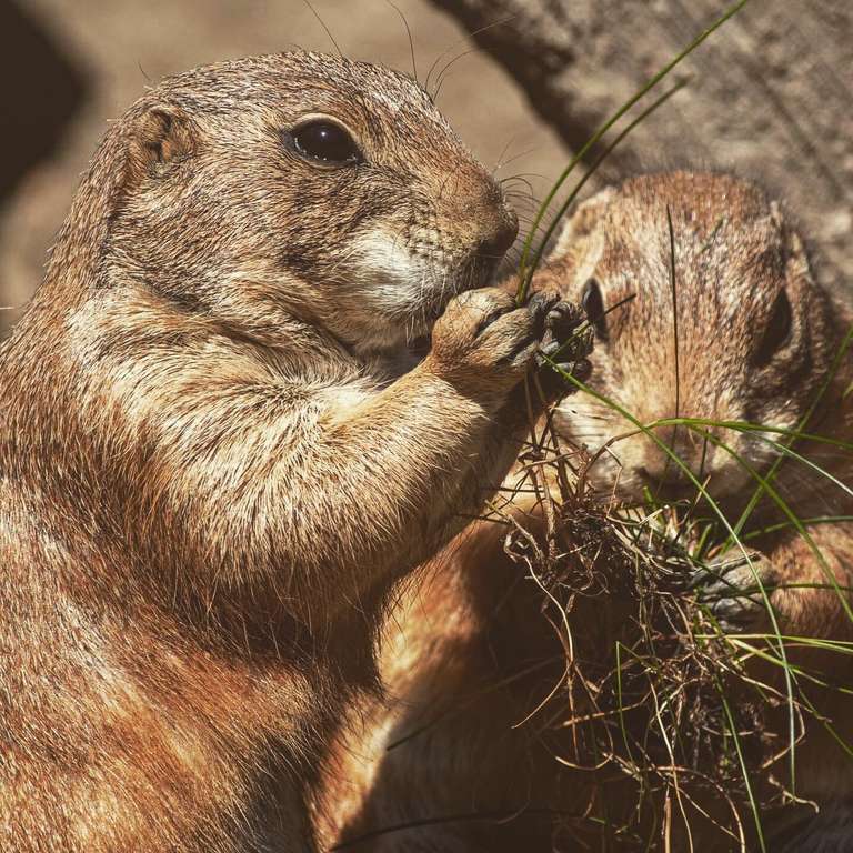 Noch bis zum einschließlich 05. November geöffnet!  - Foto: H. Meierjohann - Nutzen Sie die herbstlichen Tage für einen Besuch und beobachten Sie die Wintervorbereitung der Tiere