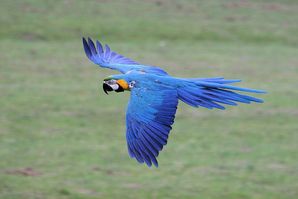 Gelbbrustara im Freiflug