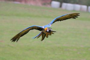 Gelbbrustara im Freiflug