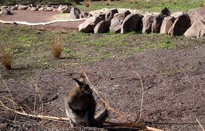 Australien Vogelpark Heiligenkirchen