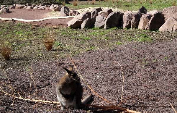 4000 m² Australien im Vogelpark - Australien im Vogelpark Heiligenkirchen - Stück für Stück nimmt unser neues Gelände Formen an: Roter Sand (aus Rhyolith) läßt schon erahnen, welcher Kontinent hier Thema ist.