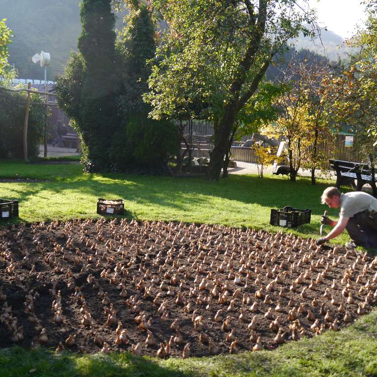 Vorbereitungen fürs Farbenfeuerwerk im Frühjahr 2018 - Michael Busch setzt präzise die Narzissenzwiebeln in Reih und Glied - Michael Busch schmunzelt: „Ob es wirklich passt wird man erst im nächsten Jahr sehen“, doch präzise stellt der Vogelpark-Mitarbeiter die Narzissenzwiebeln in Reih und Glied