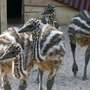 Kindergarten-Ausflug - Unsere jungen Emus erkunden in kleinen, aber schon sehr schnellen Schritten unser Australiengelände. - Unsere jungen Emus erkunden in kleinen, aber schon sehr schnellen Schritten das Australiengelände.