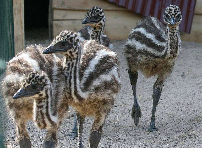 Kindergarten-Ausflug - Unsere jungen Emus erkunden in kleinen, aber schon sehr schnellen Schritten unser Australiengelände. - Unsere jungen Emus erkunden in kleinen, aber schon sehr schnellen Schritten das Australiengelände.
