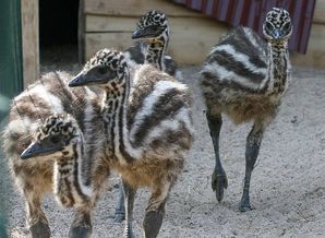 junge Emus