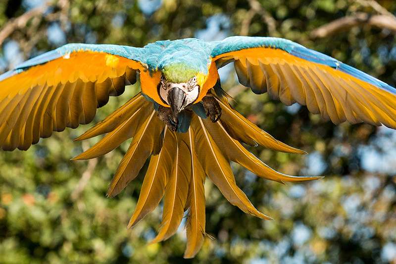 Wir fliegen in die neue Saison 2014 - Ab dem 8. März öffnet der Vogelpark seine Tore für die Saison 2014.