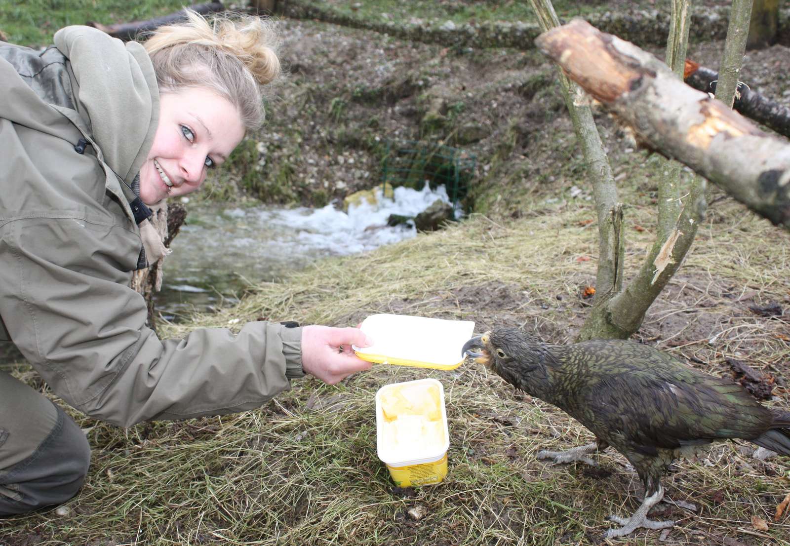 Wir starten in die Saison 2015! - Bert kämpft mit Tierpflegerin Kristine Böhm um einen Margarinedeckel- für Keas ist Fett äußerst wichtig. - Ab dem 14. März öffnet der Vogelpark Heiligenkirchen wieder seine Tore für die Saison 2015