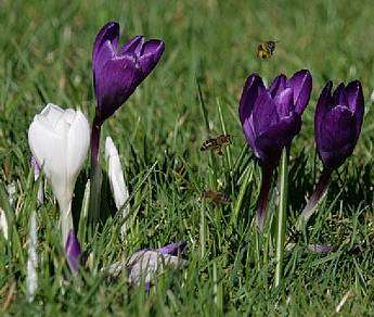 Saisonstart 2012 - Krokus im Frühling
Benett-Kängurus - Nachdem nun die ersten Frühlingsboten im Park erscheinen und wir während des Winters für viel Neues und Interessantes gesorgt haben, starten wir am 17. März in die neue Saison.