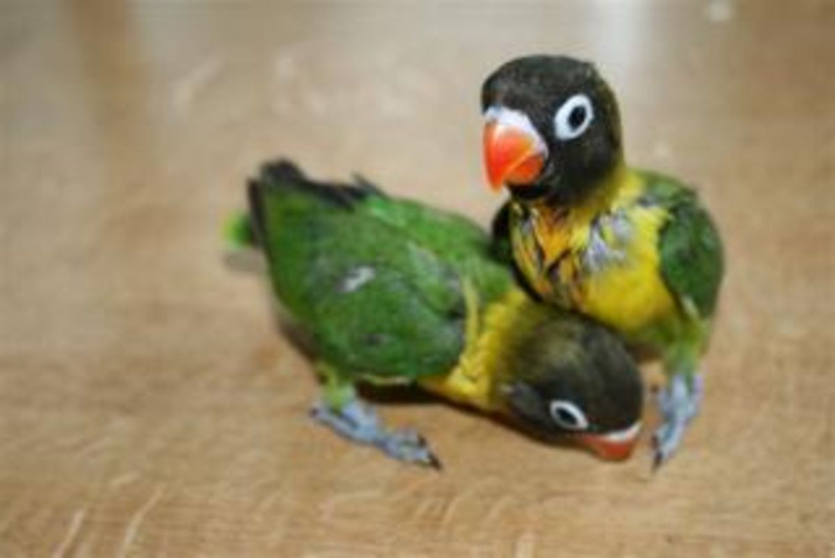 Papageienbabys geschlüpft! | Vogelpark Heiligenkirchen NRW - Papageien ...