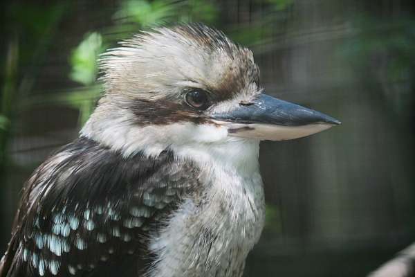 Hänschen Klein - lachender Hans - Nachdem wir im letzten und vorletzten Jahr vergeblich auf Nachwuchs beim Lachenden Hans gewartet haben, schlüpften am 24. Mai drei Jungtiere.