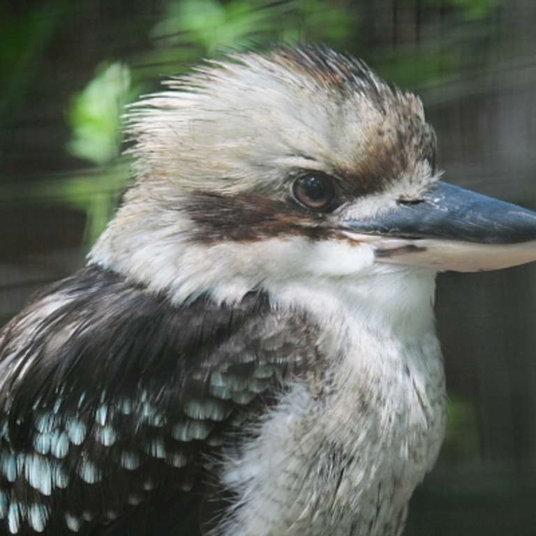 Hänschen Klein - lachender Hans - Nachdem wir im letzten und vorletzten Jahr vergeblich auf Nachwuchs beim Lachenden Hans gewartet haben, schlüpften am 24. Mai drei Jungtiere.