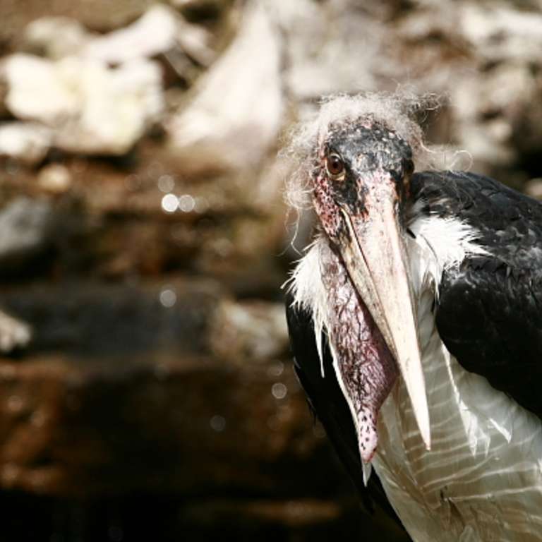 Ein neuer Marabu - Marabu - Wir freuen uns ab August einen neuen Bewohner im Vogelpark begrüßen zu dürfen. Es ist ein junger, aber ausgewachsener Marabu, der aus dem Kölner Zoo zu uns in den Vogelpark gekommen ist.