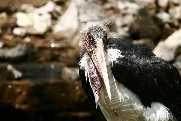 Ein neuer Marabu - Marabu - Wir freuen uns ab August einen neuen Bewohner im Vogelpark begrüßen zu dürfen. Es ist ein junger, aber ausgewachsener Marabu, der aus dem Kölner Zoo zu uns in den Vogelpark gekommen ist.