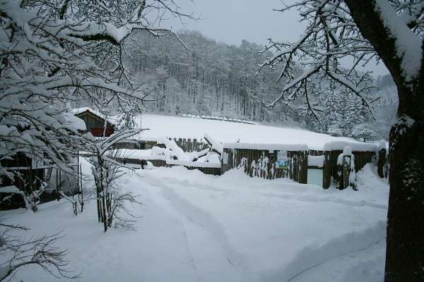 Winter im Vogelpark Heiligenkirchen - Winterruhe im Vogelpark
zugeschneite Wege im Vogelpark
Mandschurenkraniche im Schnee
weißer Nandu im Schnee
Präriehundgehege im Schnee
Präriehunde in der Winterruhe - Mandschurenkraniche & Nandu im Schnee