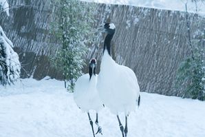 Mandschurenkraniche im Schnee