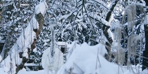 weißer Nandu im Schnee