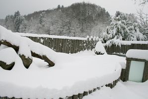 Präriehunde in der Winterruhe