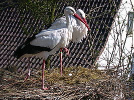 Störche auf Ihrem Nest, Das erste Ei 2007 - brütende Störche im Vogelpark Heiligenkirchen - Weißstorch / Ciconia ciconia